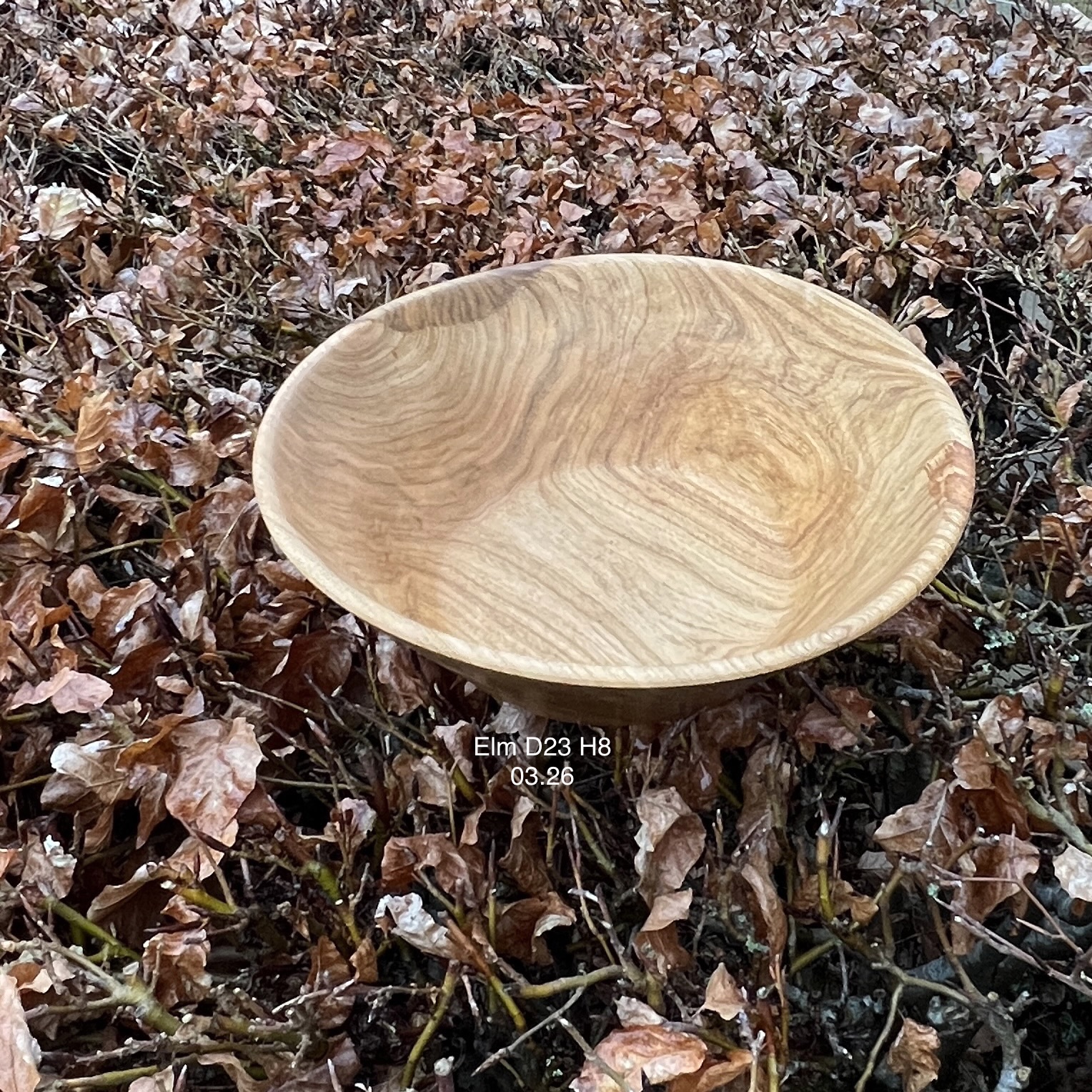 Elm (efter bedste skøn) 23x8